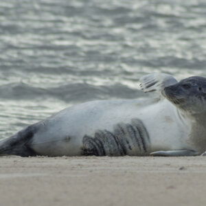 Pellworm Seehundsbank, standesamtlich heiraten Nordsee, Heiraten auf Pellworm, Standesamt Pellworm, Standesamt Nordsee, Heiraten an der Nordsee, Strandhochzeit, Küstenhochzeit, Ambiente trauung Pellworm,