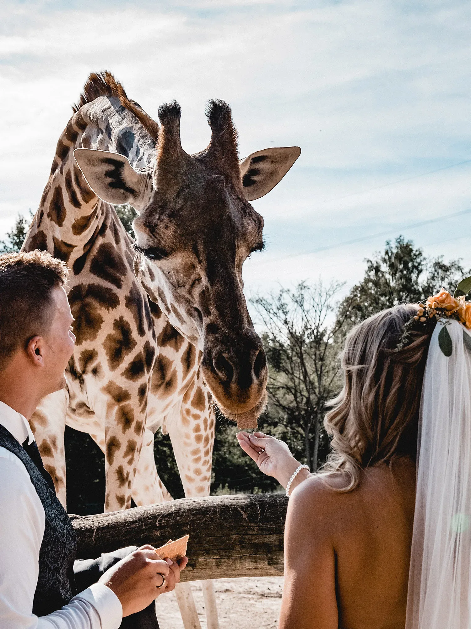 Ein Brautpaar füttert eine Giraffe, die ihren Kopf über einen Holzzaun beugt. Die Braut trägt einen Schleier und eine Perlenkette, während der Bräutigam ihr zulächelt. Die Giraffe nimmt vorsichtig das Futter aus der Hand der Braut.