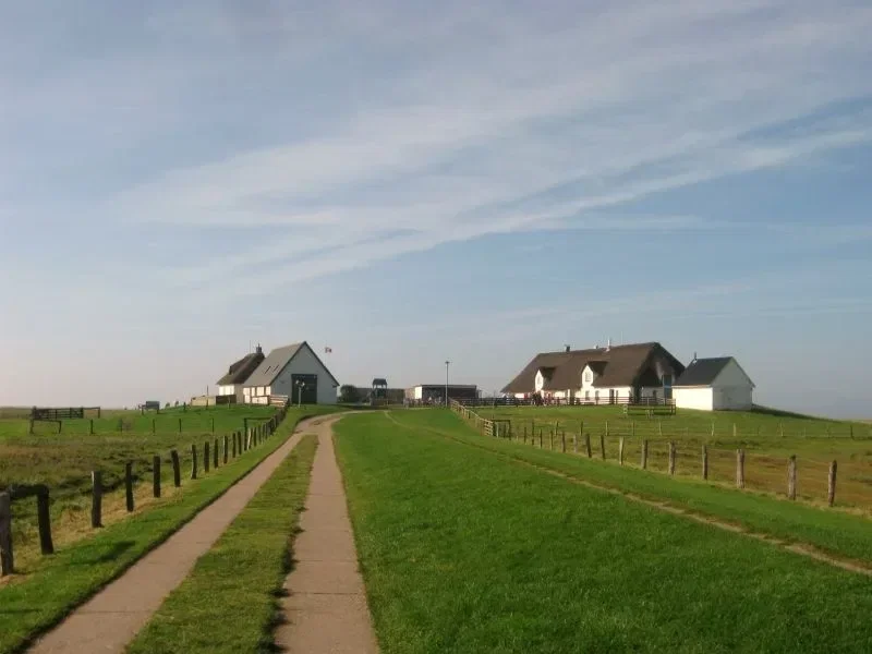 Eine ruhige ländliche Szene auf der Hamburger Hallig, mit einem grasbewachsenen Pfad, der zu mehreren weißen Häusern mit Reetdächern führt, umgeben von weiten grünen Feldern unter einem blauen Himmel.