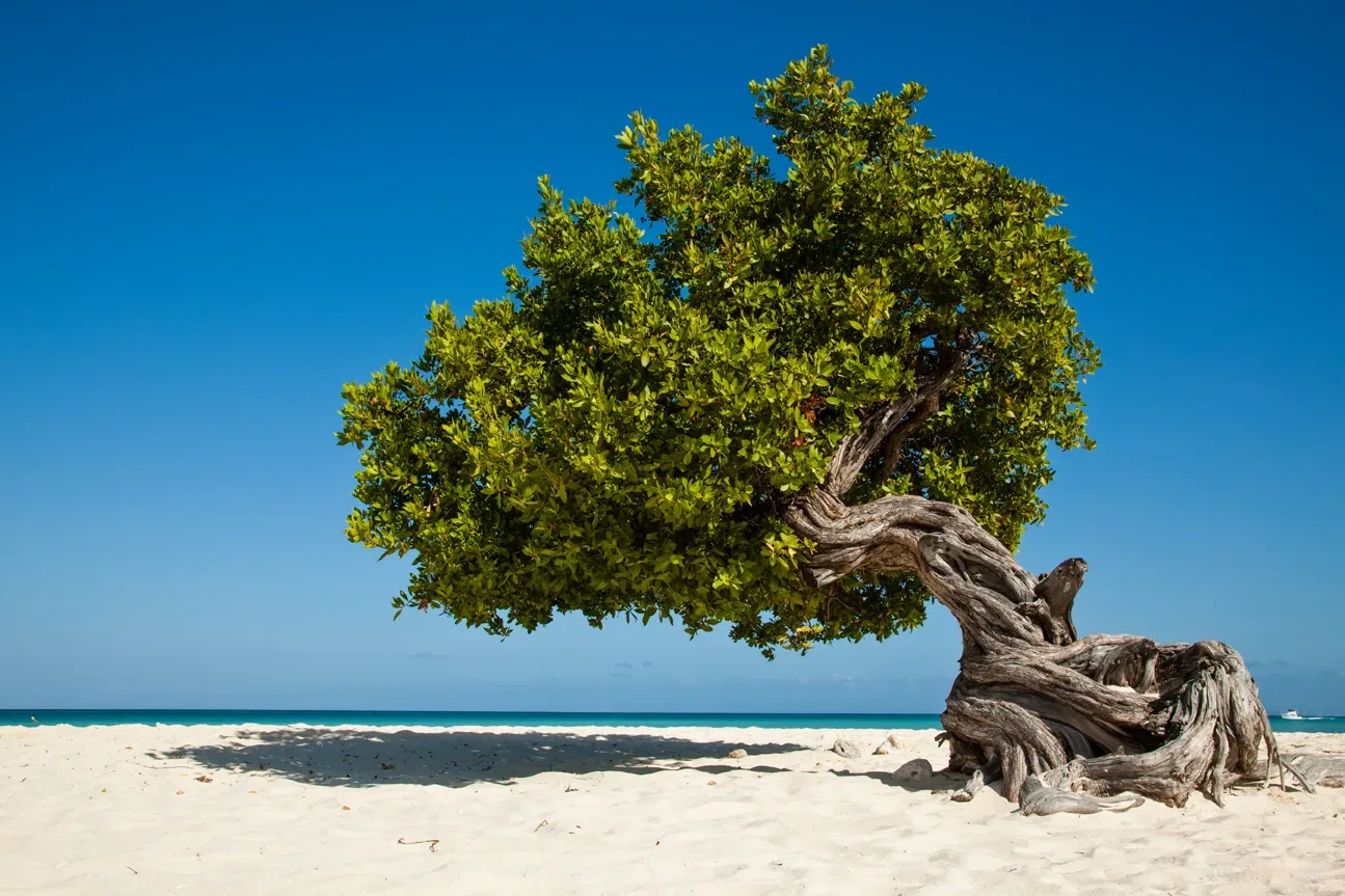 Ein einzelner, ikonischer Divi-Divi-Baum mit verdrehtem Stamm steht auf einem weißen Sandstrand unter einem strahlend blauen Himmel. Im Hintergrund erstreckt sich das ruhige, türkisfarbene Meer, das die friedliche Atmosphäre verstärkt.