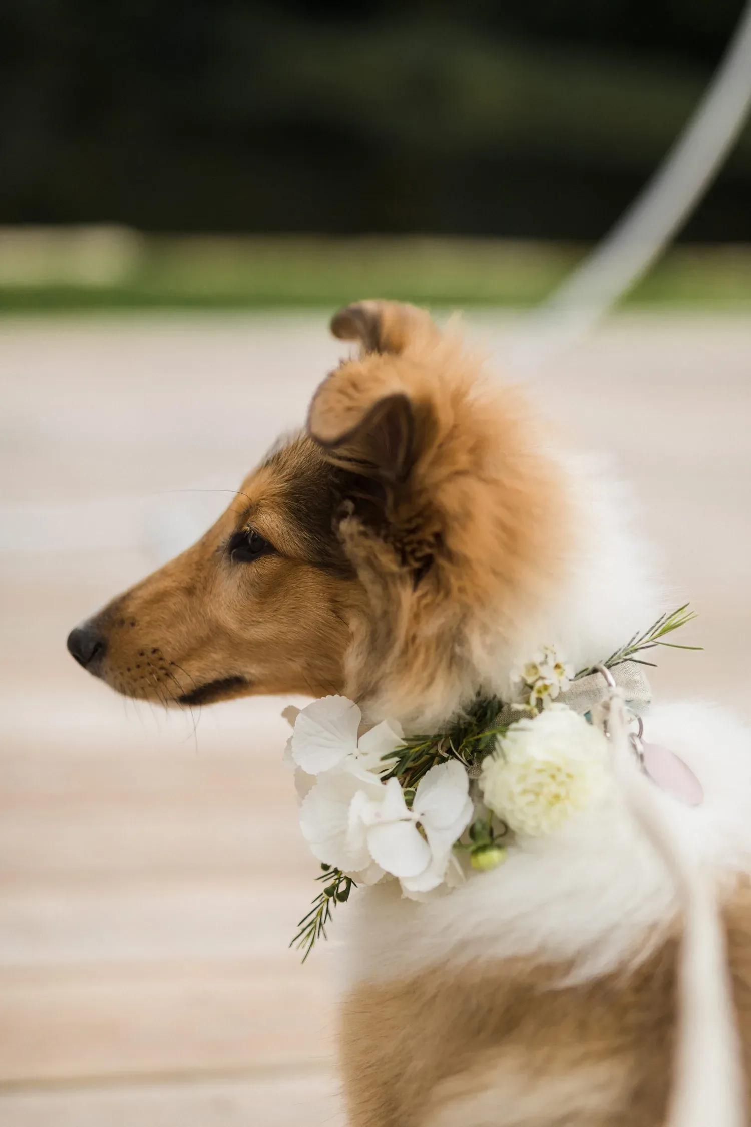 Nahaufnahme eines Hundes, der ein florales Halsband aus weißen Blüten trägt. Der Hund blickt nach vorne und die sanfte Unschärfe im Hintergrund lässt ihn im Fokus der Aufnahme stehen.