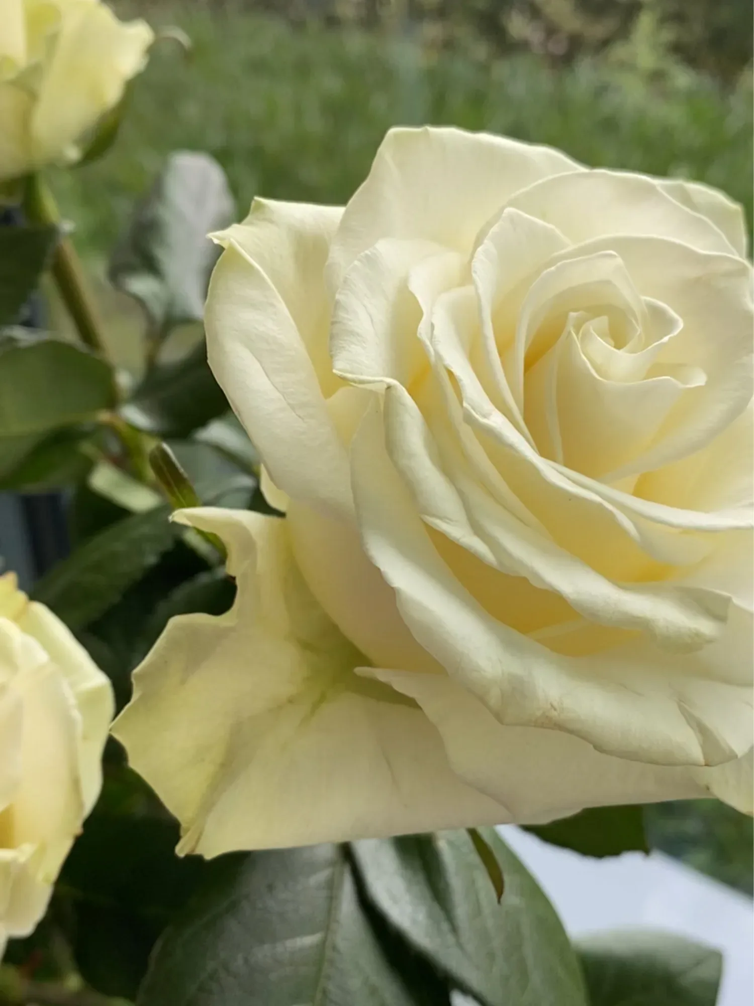Nahaufnahme einer cremefarbenen Rose in voller Blüte. Die Blütenblätter sind zart und zeigen eine subtile Struktur, während das Grün der Blätter im Hintergrund leicht verschwommen ist.