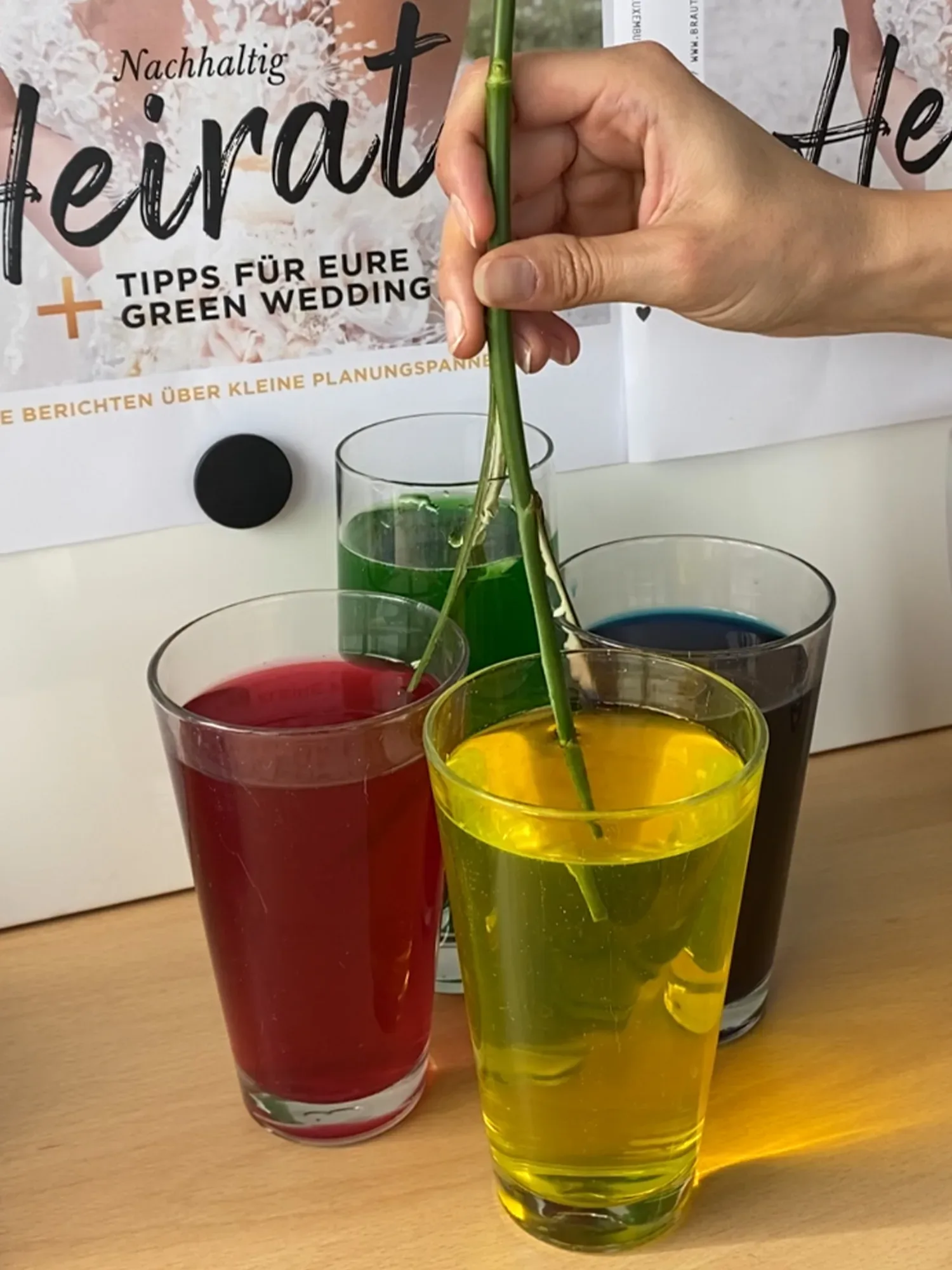 Eine Rose wird in ein Glas mit gelber Lebensmittelfarbe gestellt, daneben stehen weitere Gläser mit gefärbtem Wasser.
