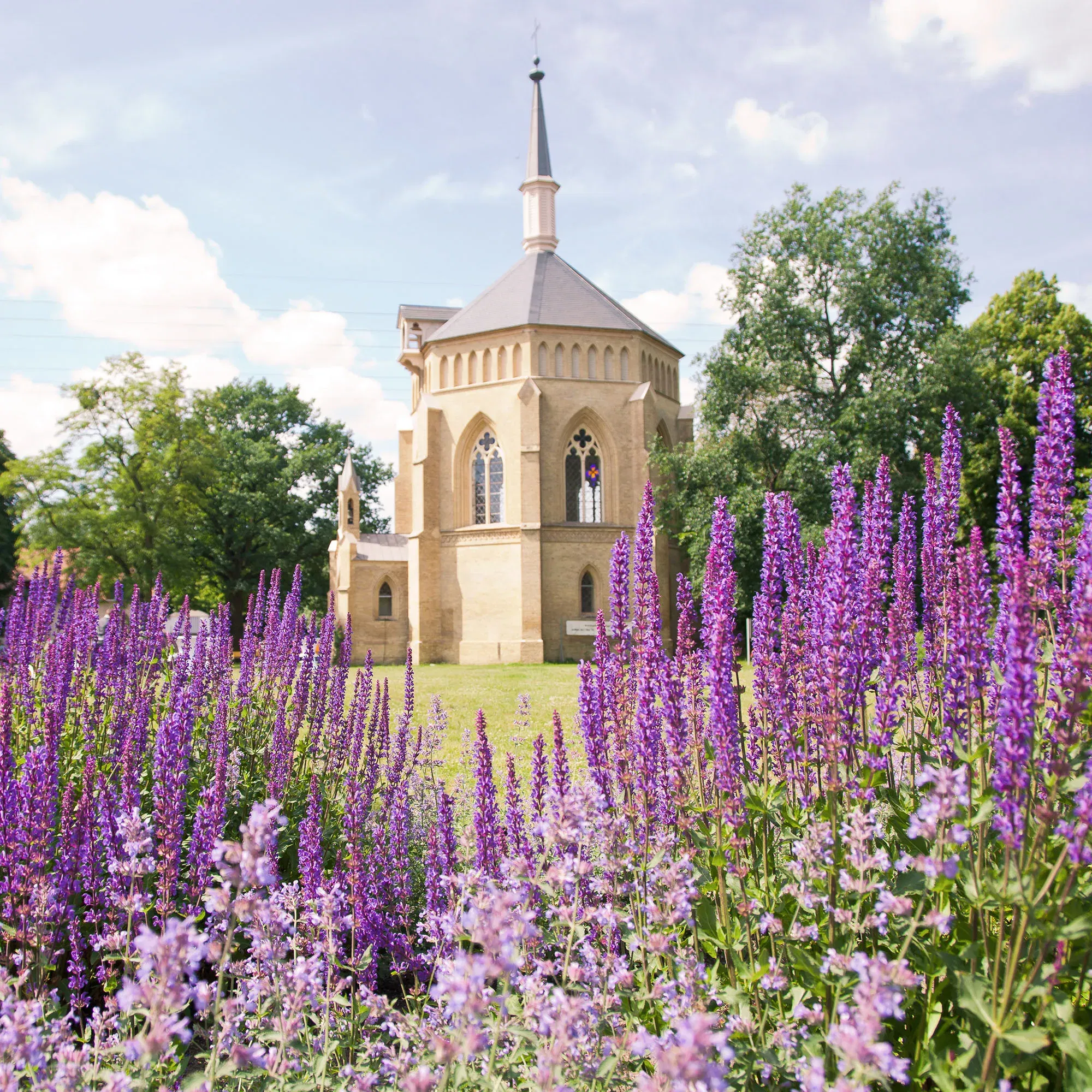 Eine malerische Kirche im neugotischen Stil steht im Hintergrund, umgeben von einem blühenden Lavendelfeld. Der klare, blaue Himmel und die grünen Bäume schaffen eine idyllische Sommerlandschaft.