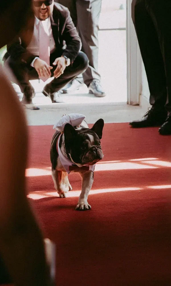 Ein kleiner, schwarz-weißer Bulldoggen-Mischling läuft auf einem roten Teppich entlang. Der Hund trägt ein Hochzeitsoutfit mit einer weißen Schleife, während im Hintergrund Personen knien und den Hund beobachten.