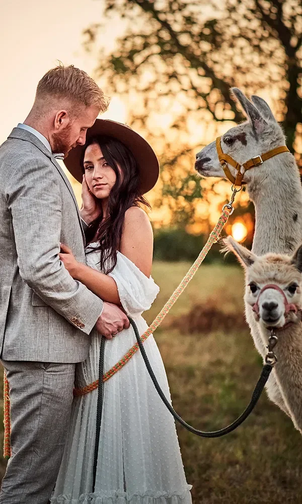 Ein verliebtes Paar in Hochzeitskleidung steht innig nebeneinander und hält die Leine eines Alpakas. Die Frau trägt ein weißes Kleid und einen Hut, während die Abendsonne eine warme Stimmung verbreitet.