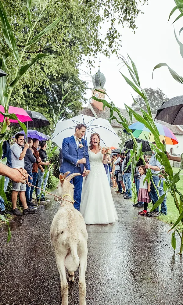Das Brautpaar geht lachend unter einem Spalier aus Regenschirmen hindurch, während Gäste sie mit bunten Regenschirmen umgeben. Im Vordergrund führt jemand eine Ziege an einer Leine.