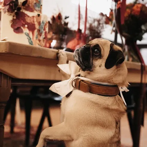 Mops auf den Hinterpfoten, fasziniert von einer Hochzeitstorte auf dem Tisch.