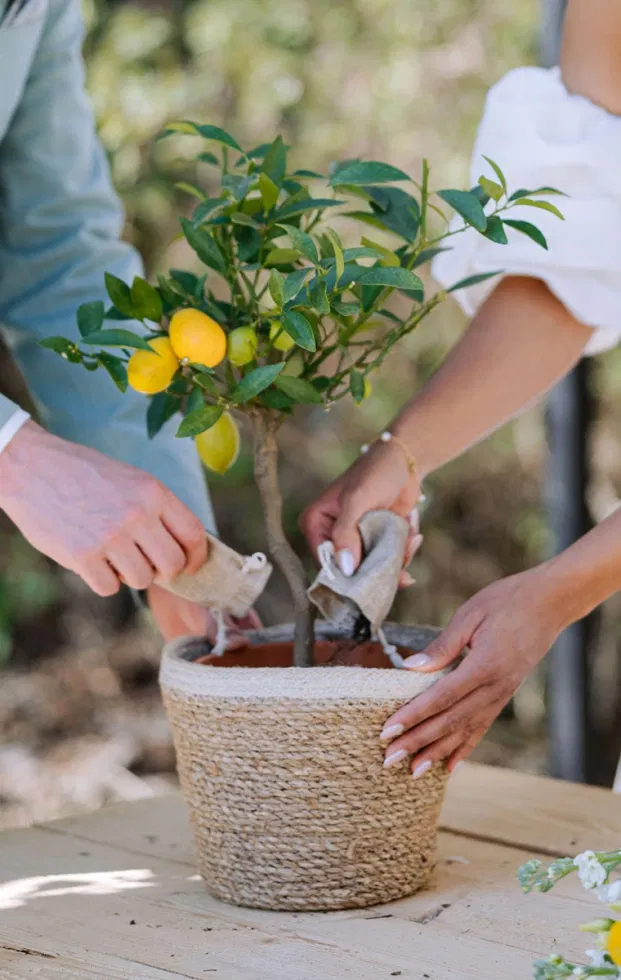 Braut und Bräutigam füllen gemeinsam Erde in einen Zitronenbaum im Topf und pflanzen den Hochzeitsbaum als symbolisches Ritual während ihrer Hochzeit.